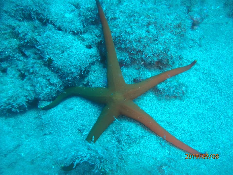 Lanzarote Dive Sites Starfish