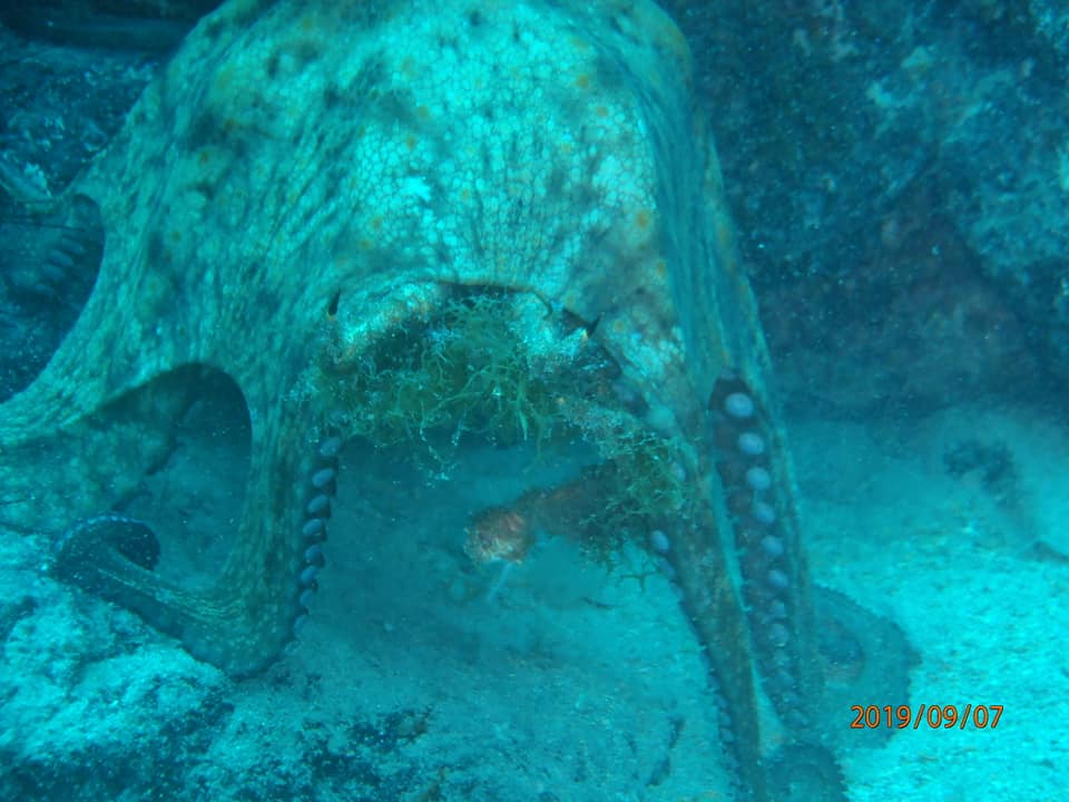 Octopus Lanzarote Diving