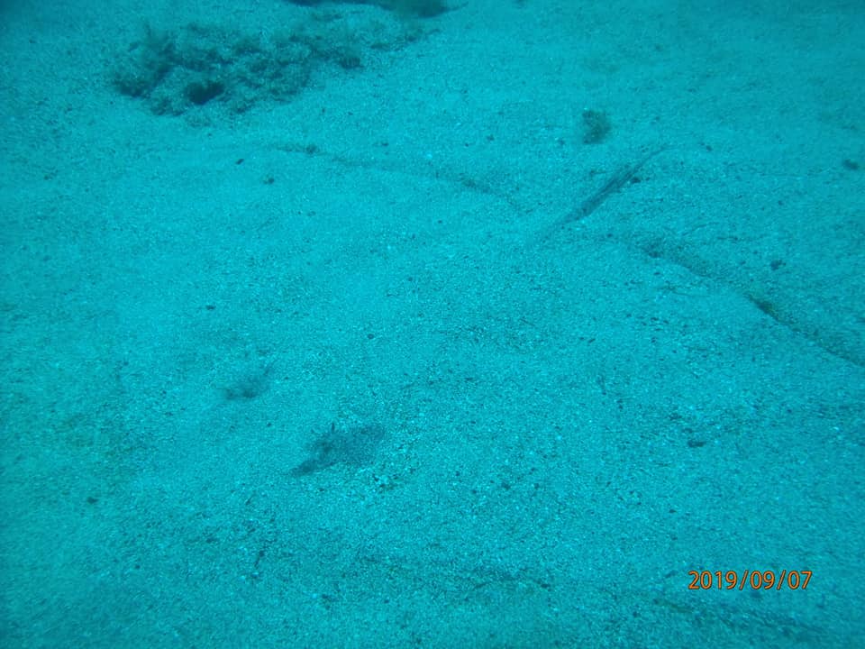 flat fish Lanzarote Diving