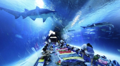 Sleeping with Sharks