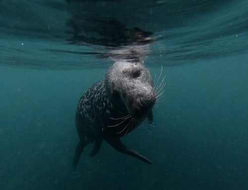 LUNDY ISLAND Dive with the Seals 2024 dates announced!!!!
