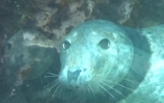 Seal with tyre around neck