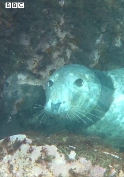 Seal with tyre around neck