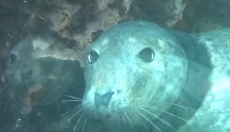 Seal with tyre around neck