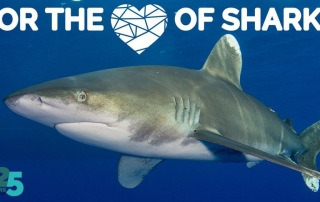 Love of Sharks