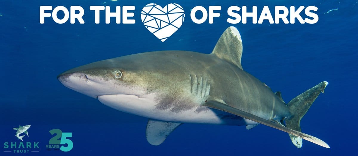 Love of Sharks