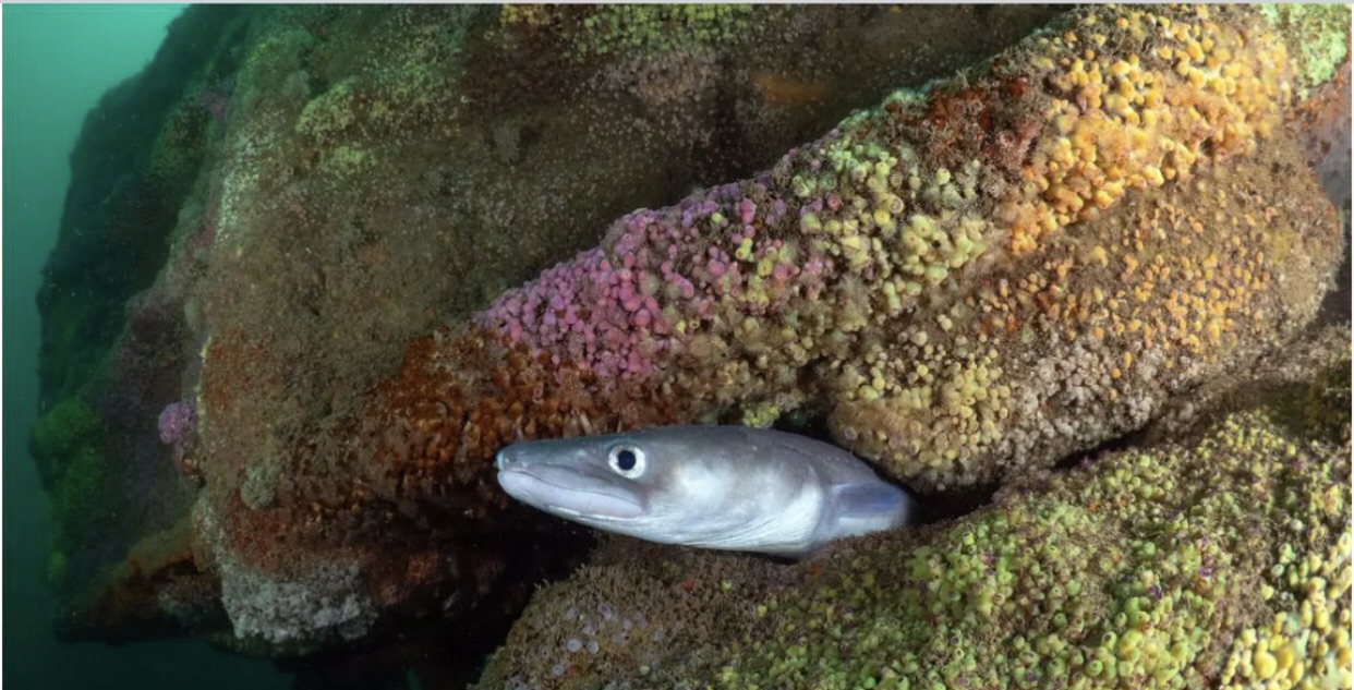 bridport wreck dive padi ukbridport wreck dive padi uk