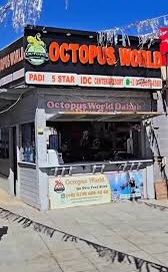 octopus world padi diving